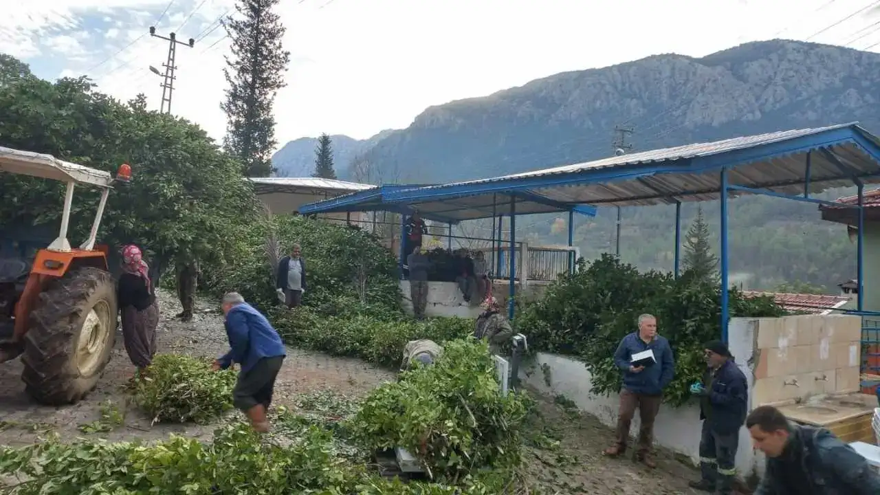 Defne Yaprağı Altın Gibi Kazandırıyor! 5